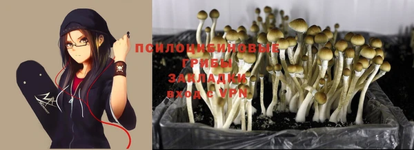 PSILOCYBIN Армянск